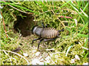 Grillon champêtre, Gryllus campestris