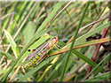 Criquet ensanglanté, Stethophyma grossum
