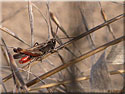 Criquet noir ébène, Omocestus rufipes