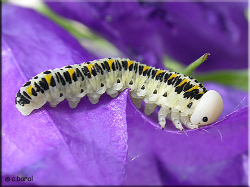 Larve de Cimbex quadrimaculatus Larve de Cimbex quadrimaculatus