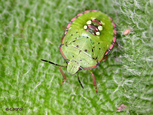 Larves de Punaise verte ponctuée, Nezara viridula