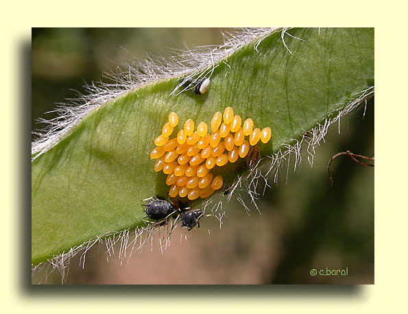 Oeufs de coccinelle