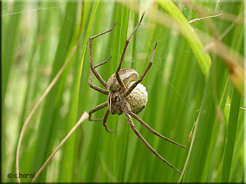 Pisaura mirabilis transportant son cocon Pisaura mirabilis transportant son cocon