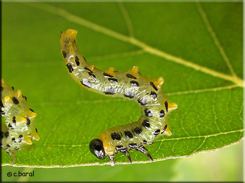 Tenthrède Croesus septentrionalis sur bouleau Tenthrède Croesus septentrionalis sur bouleau