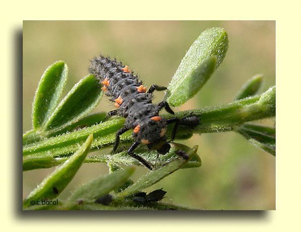 Larve de Coccinelle