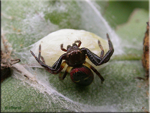 Synaema globosum et son cocon