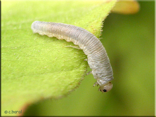 Larve de Tenthrède sp Larve de Tenthrède sp