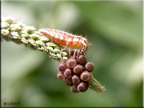 Larve de Chrysope et oeufs de punaise