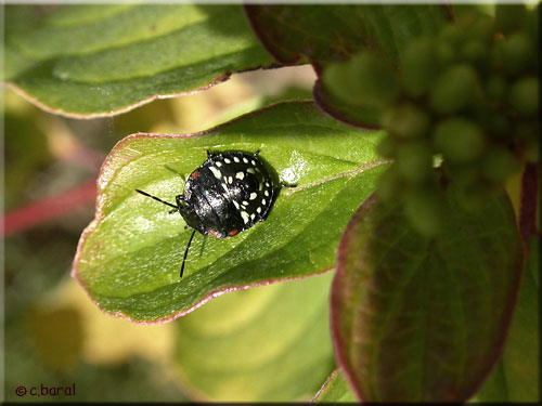 Larves de Punaise verte ponctuée, Nezara viridula
