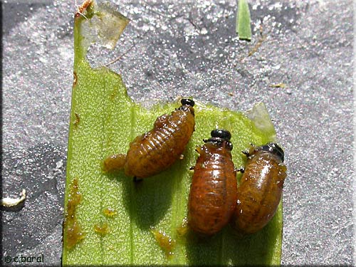 Larve de Criocère de Lis (Lilioceris lilii)