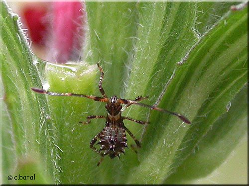 Larve de Coreus marginatus, Corée marginée