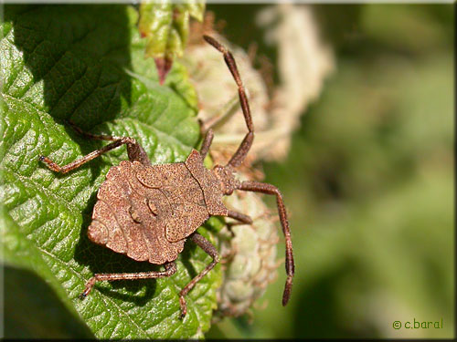 Corée marginée, Coreus marginatus, larve stade V