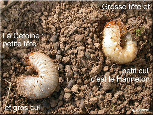 Larves de Cétoine et de Hanneton
