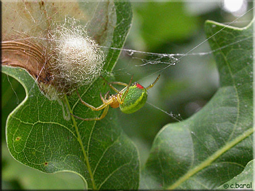 Araniella cucurbitina, Araignée courge et son cocon