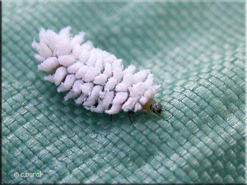 Larve de coccinelle Scymnus Scymnus sp (larve)
