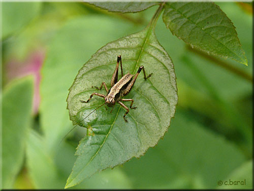 Larve de Decticelle cendrée, Pholidoptera griseoaptera Larve de Decticelle cendrée, Pholidoptera griseoaptera