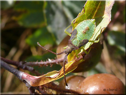 Larve de Gonocerus acuteangulatus, la Punaise des noisettes Larve de Gonocerus acuteangulatus, Punaise des noisettes