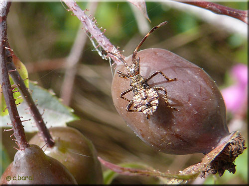 Larve de Coreus marginatus, Corée marginée