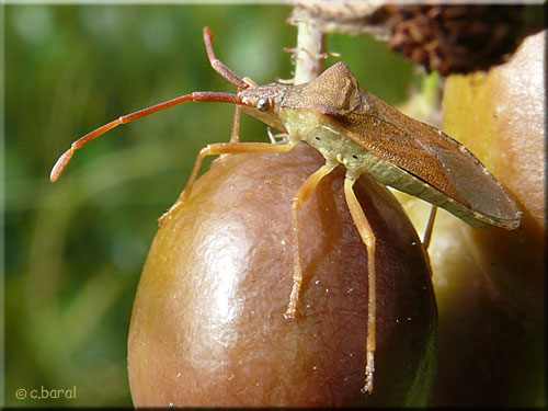 Jeune imago de Gonocerus acuteangulatus, la Punaise des noisettes Jeune imago de Gonocerus acuteangulatus, Punaise des noisettes