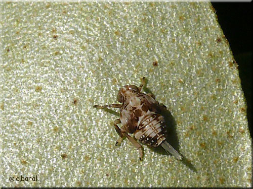 Nymphe de Cigale bossue, Issus coleoptratus