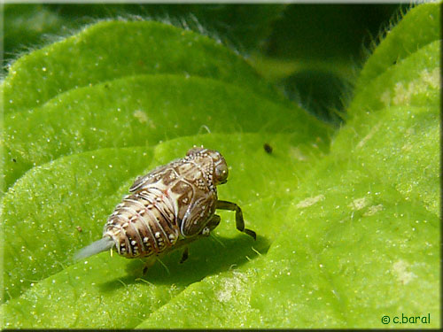 Nymphe d'Issus coleoptratus, Cigale bossue