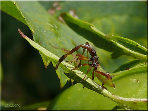 Gonocerus acuteangulatus, larve stade I Gonocerus acuteangulatus, larve stade I