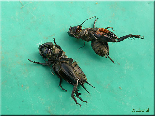 Exuvies de Grillon champêtre, Gryllus campestris Exuvies de Grillon champêtre, Gryllus campestris