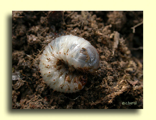 Larve de Cétoine