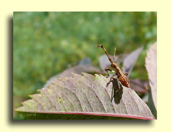 Larve de Corée marginée, Coreus marginatus