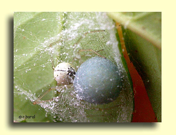 Cocon bleuâtre de l'Enoplognata ovata