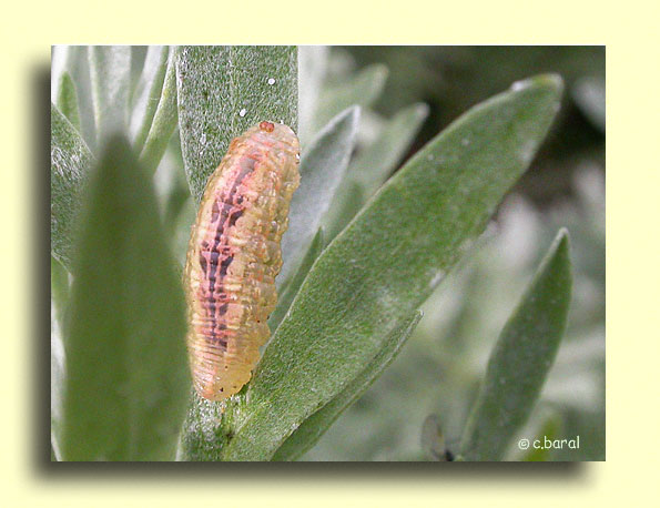 Larve d'Episyrphus