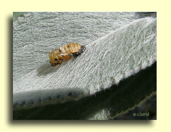 Exuvie de Coccinelle à 7 points