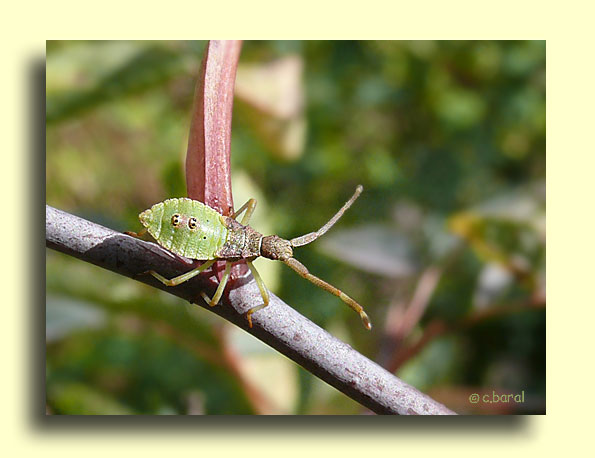 Larve de Punaise Gonocerus acuteangulatus