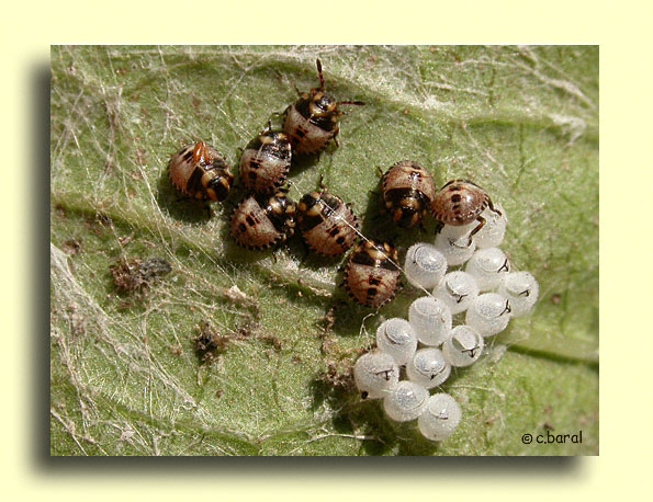 Eclosion des oeufs de Graphosoma italicum