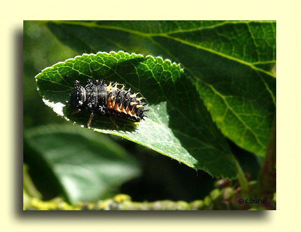 Larve de Coccinelle asiatique, Harmonia axyridis