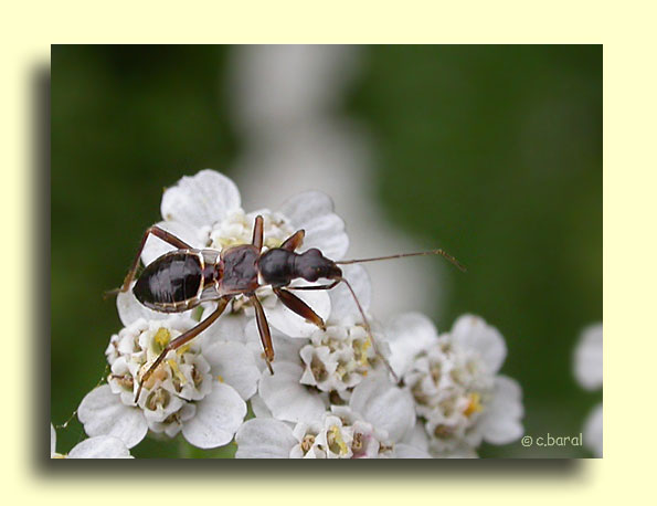 Larve d'Himacerus mirmicoides
