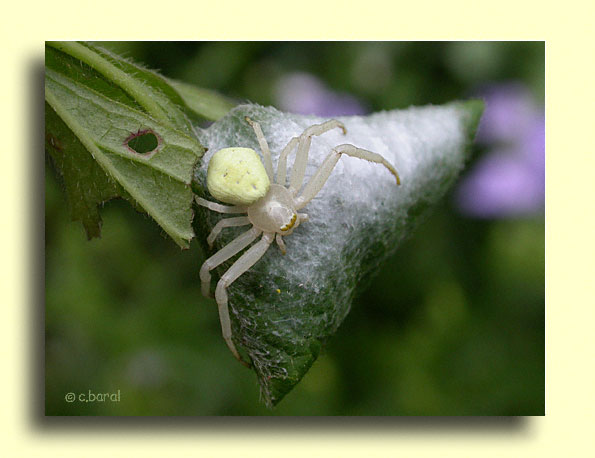 Misumena vatia, Misumène et son cocon