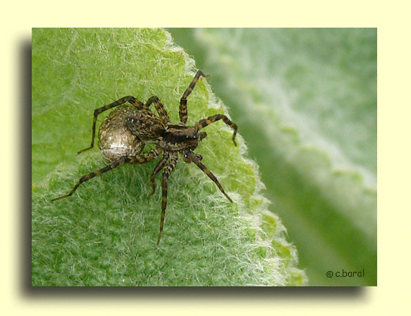 Araignée Pardosa et son cocon