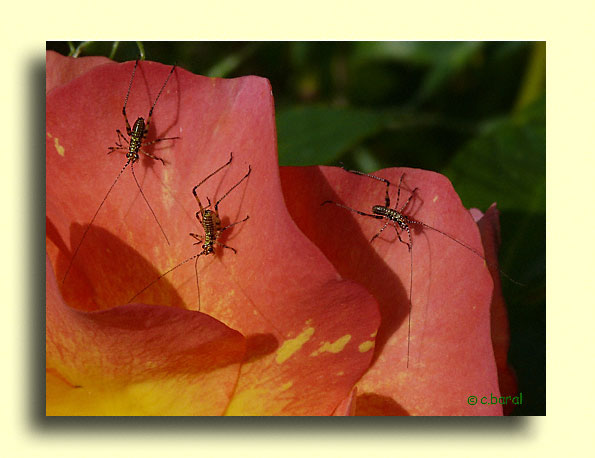 Larves de Sauterelle Phaneroptera sp