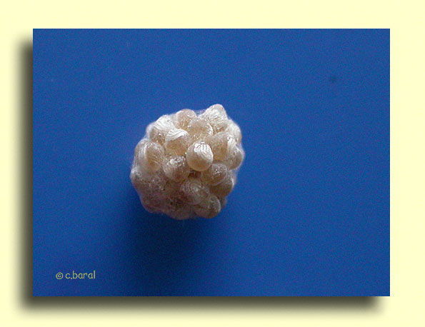 Cocon d'Araignée Pholcus
