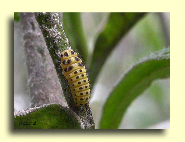 Larve de Coccinelle Psyllobora 22-punctata