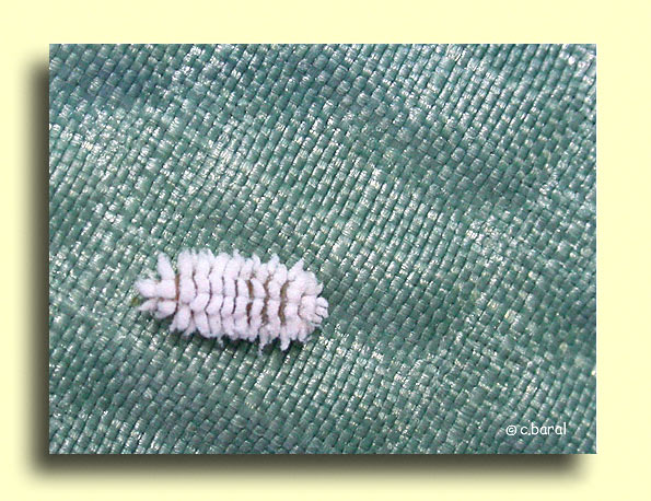 Scymnus sp (larve)
