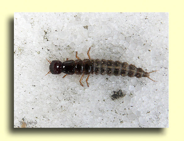 Larve de Staphylin, Staphylinus sp