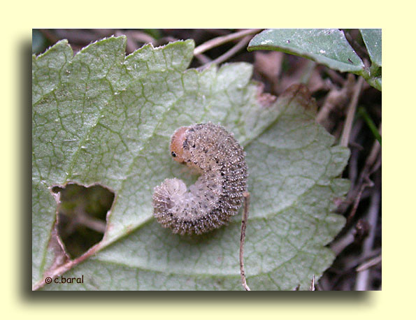 Fausse chenille, Larve de Tenthrède