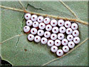 Oeufs de lpidoptre (Phalera bucephala ?)