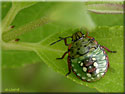 Larve de Punaise Nezara viridula
