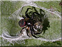 Synaema globosum et son cocon