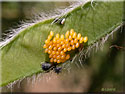 Œufs  de Coccinelle