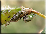 Aprè la mue la cuticule de Gargara genistae se colore
