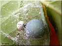 Cocon d'Enoplognata ovata
